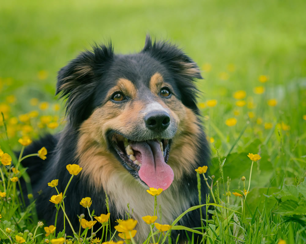 Cachorrinho descansando. Foto de C Perret na Unsplash