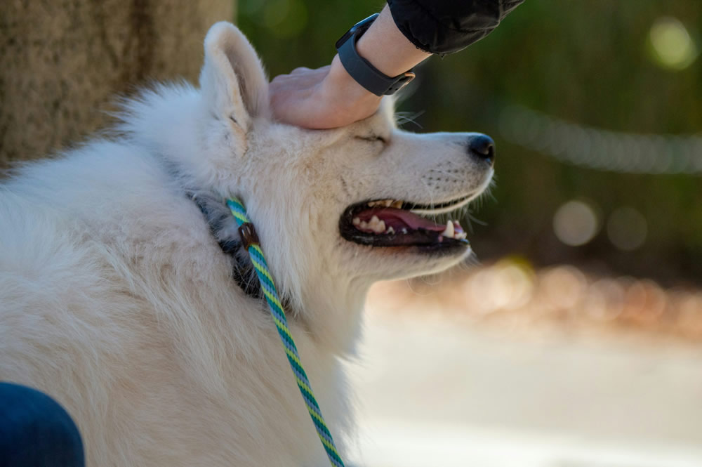 Cão sendo recompensado com carinho durante o treino. Foto de Christian Testa na Unsplash