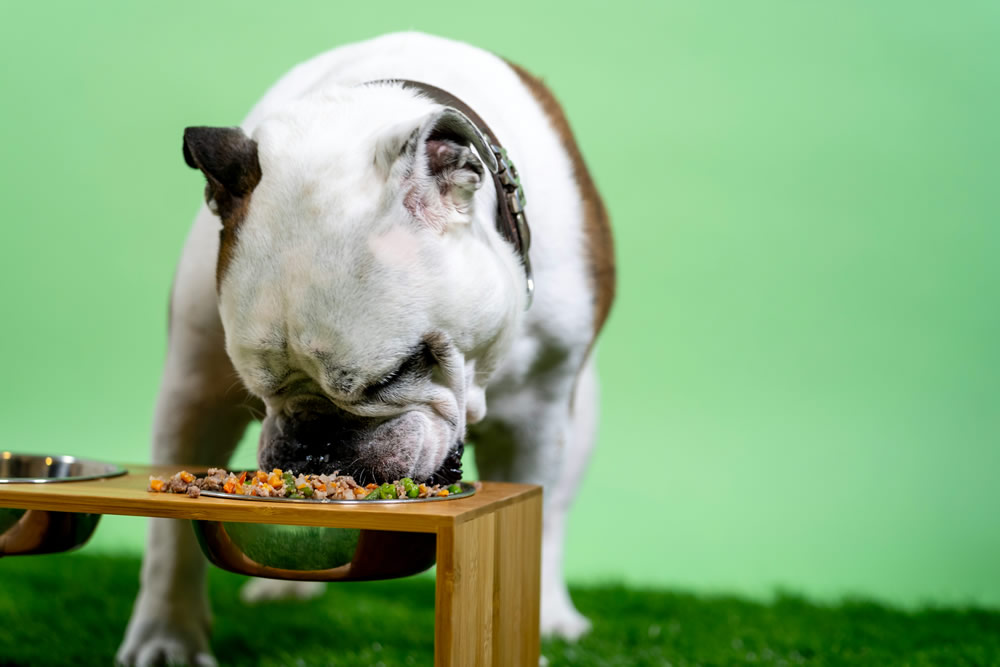 Cão comendo comida caseira preparada pelo tutor. Foto de Kabo na Unsplash