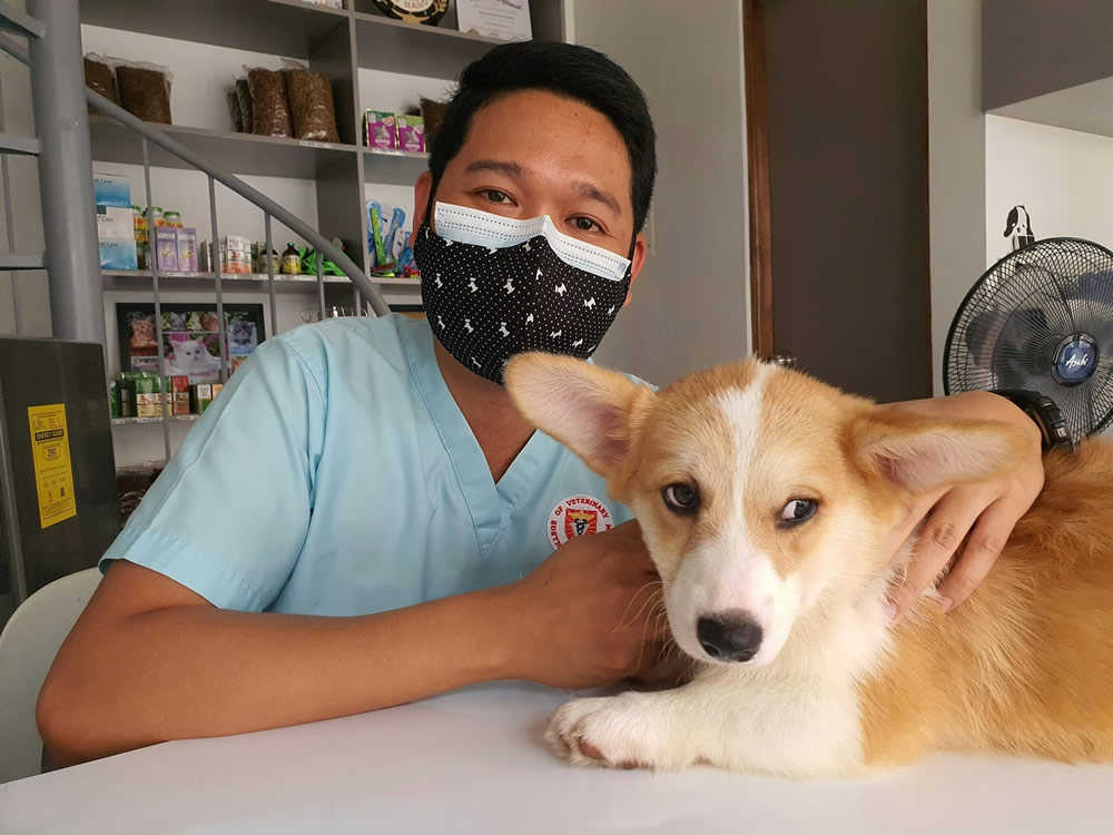 Doguinho no veterinário. Foto de Karlo Tottoc na Unsplash