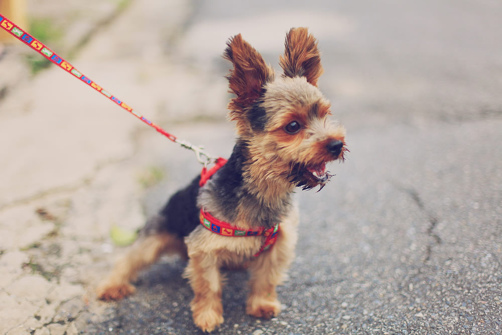 Cachorrinho latindo. Foto de Silvana Carlos na Unsplash
