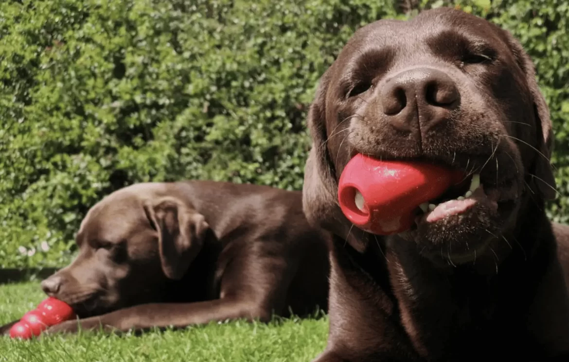Cachorros com brinquedo interativo. Foto: Divulgação | Kong.