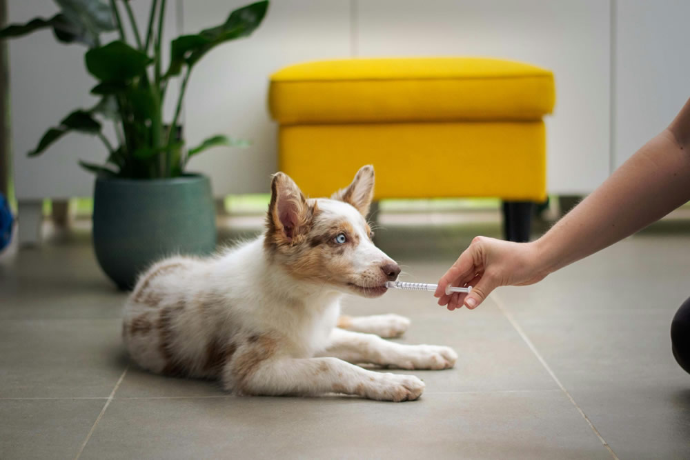 Cachorrinho sendo medicado. Foto de Ayla Verschueren na Unsplash.