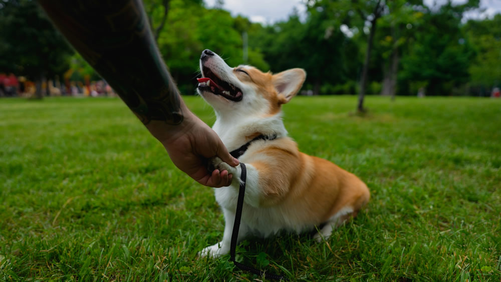 Cachorrinho treinando. Foto de Eugene Chystiakov na Unsplash.