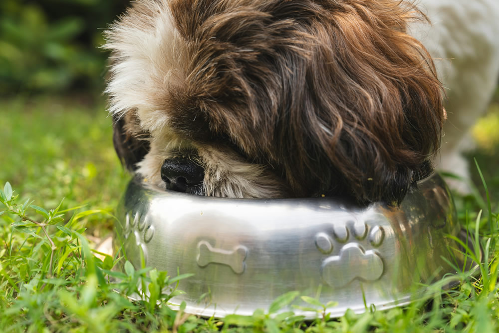 Cachorrinho comendo. Foto de Gayatri Malhotra na Unsplash.