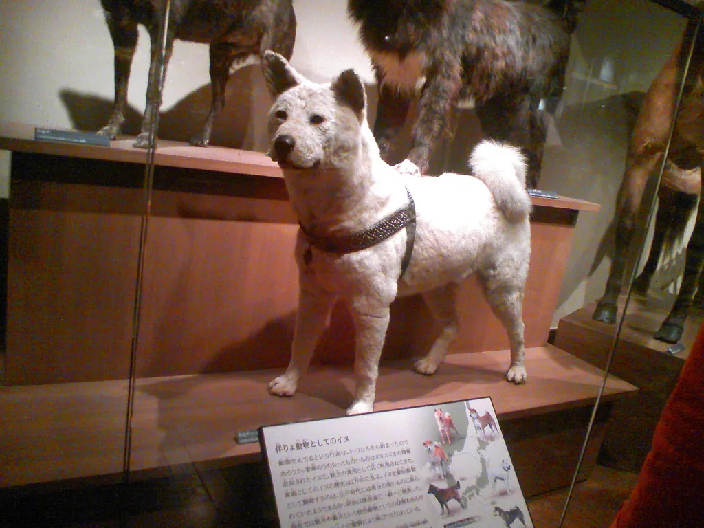 Hachikō foi empalhado e está exposto no Museu Nacional de Ciência. Foto: secretagentmoof CC by 2.0