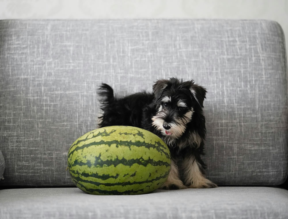 Cachorro com melancia. Foto de Hkyu Wu na Unsplash.