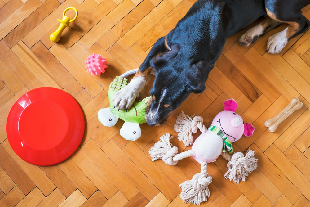 Cachorrinho brincando. Foto de Mathew Coulton na Unsplash.