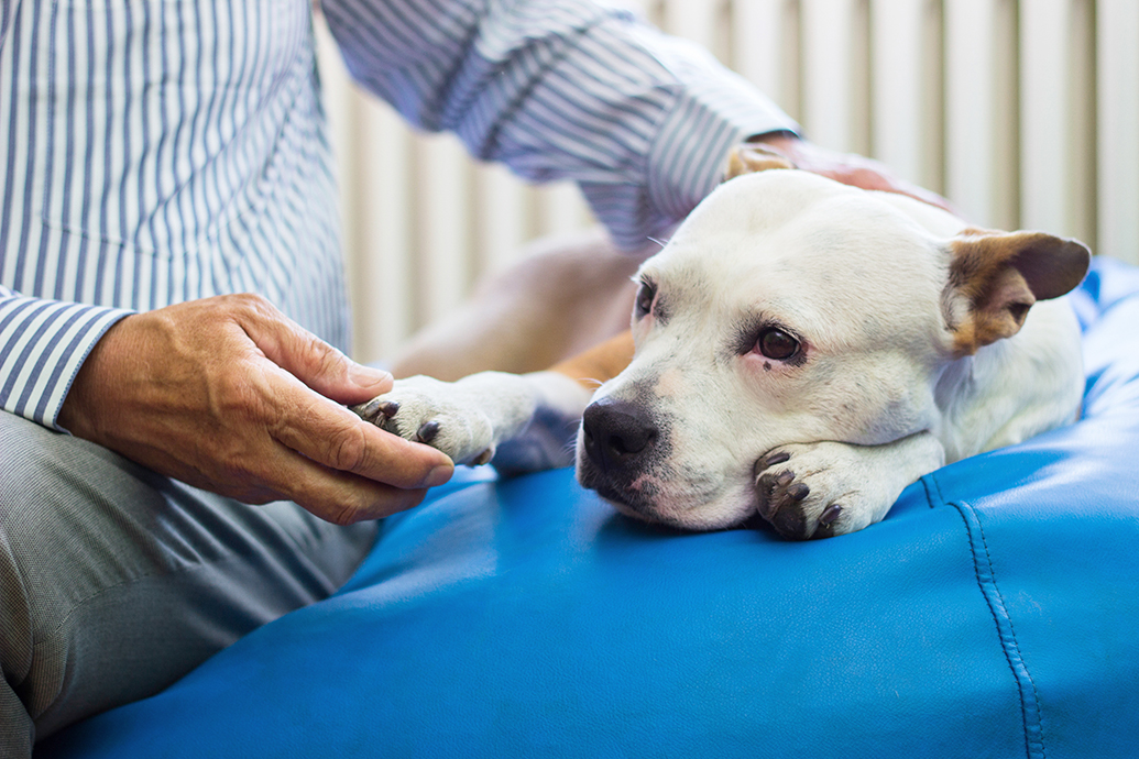 Cachorrinho no veterinário. Foto: Shutterstock.