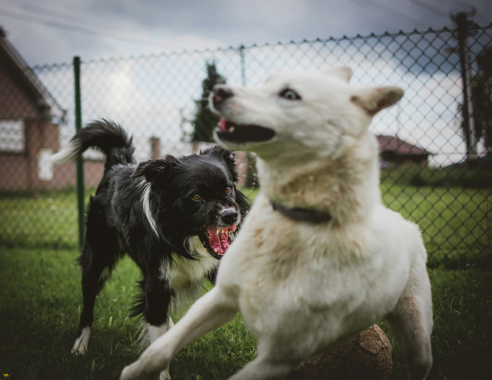 Cachorrinho bravo. Foto de Tadeusz Lakota na Unsplash.