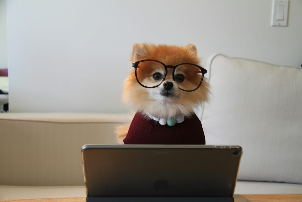 Cachorrinho de óculos. Foto de Cookie the Pom na Unsplash.