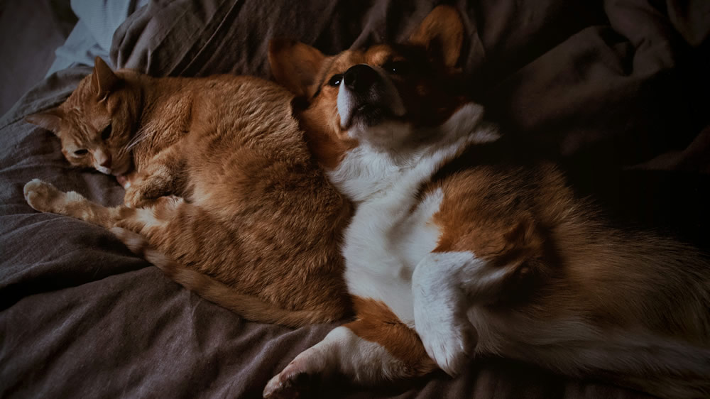 Pets descansando. Foto de Bri Tucker na Unsplash.