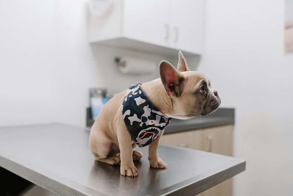 Doguinho no veterinário. Foto de Karsten Winegeart na Unsplash.
