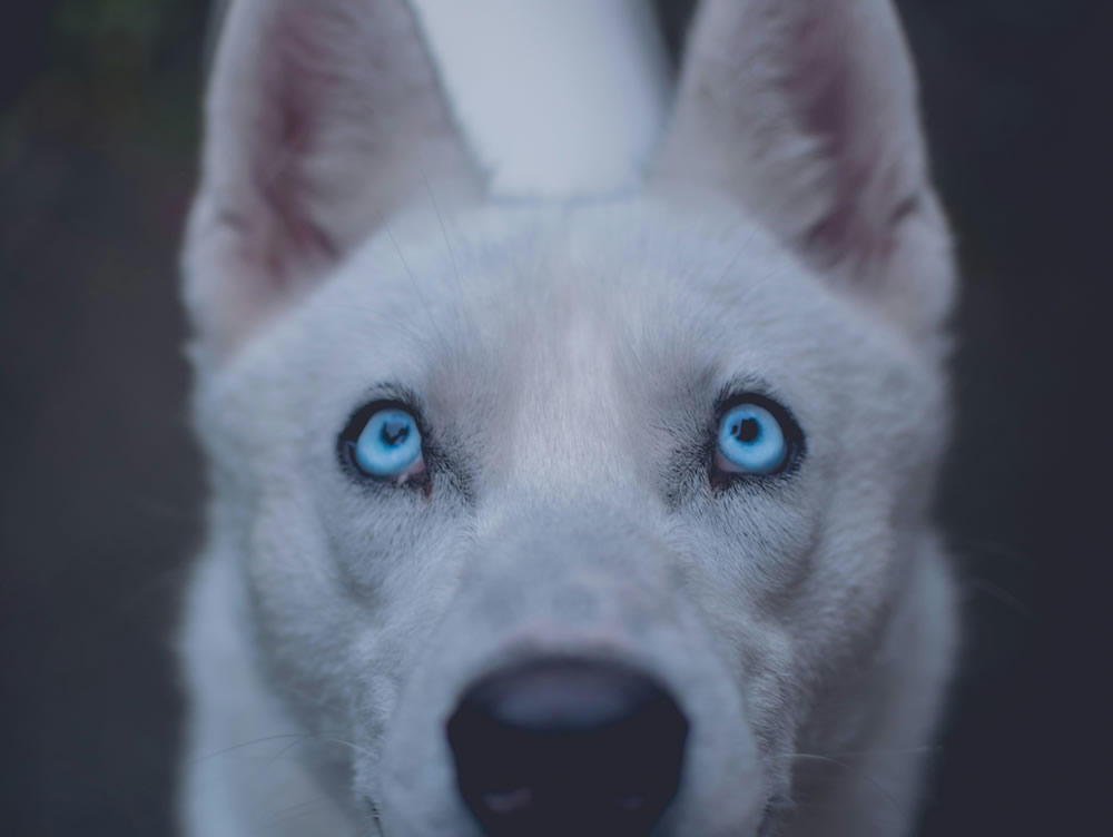 Cachorrinho Albino. Foto de Marek Szturc na Unsplash.