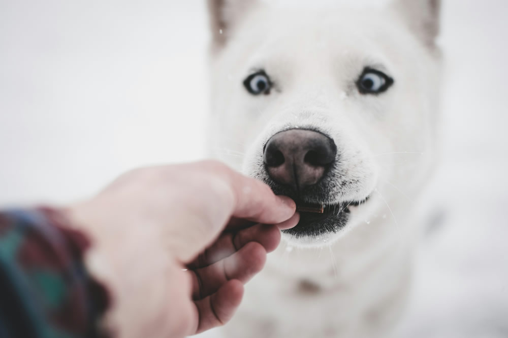 Cachorrinho comendo. Foto de Marek Szturc na Unsplash.