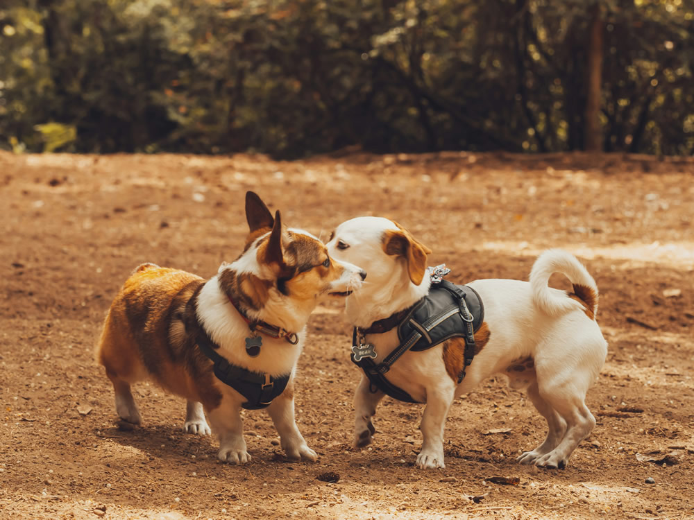 Cachorrinhos interagindo. Foto de Sofia Shultz na Unsplash.
