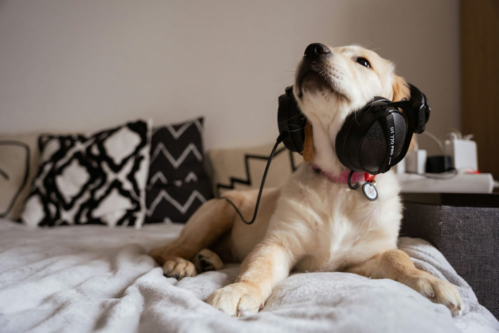 Cachorrinho com fone de ouvido. Foto de Viktoria Lavrynenko na Unsplash.
