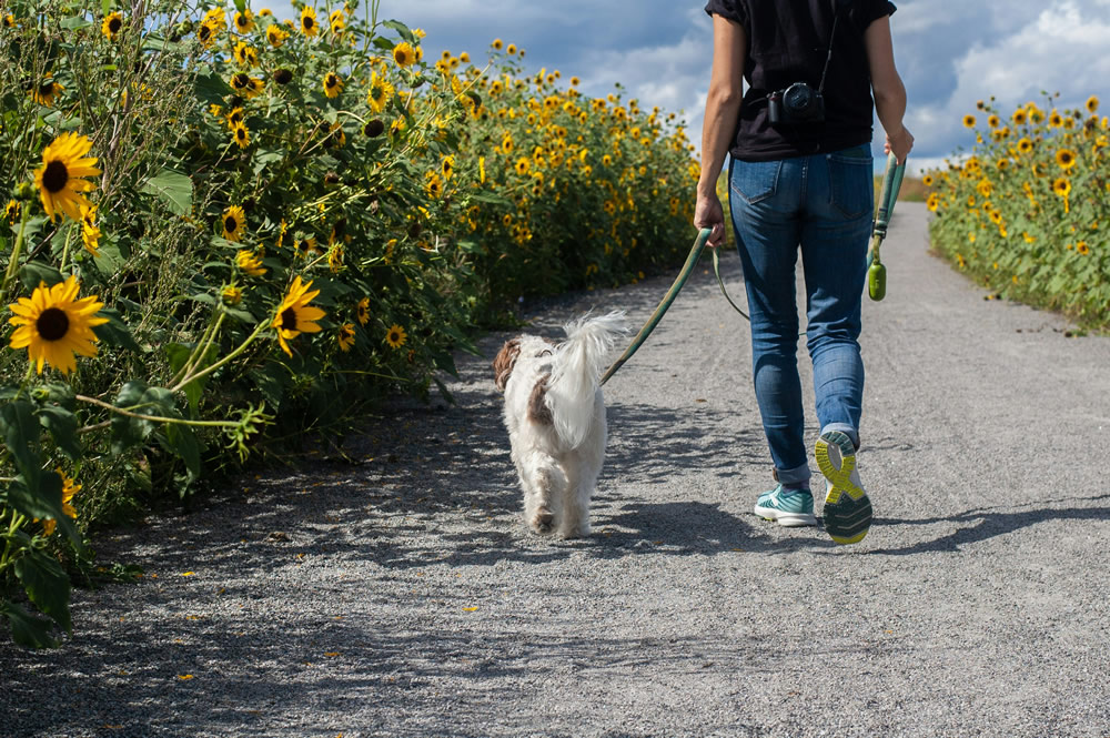 Cachorrinho passeando. Foto de Delphine Beausoleil na Unsplash.