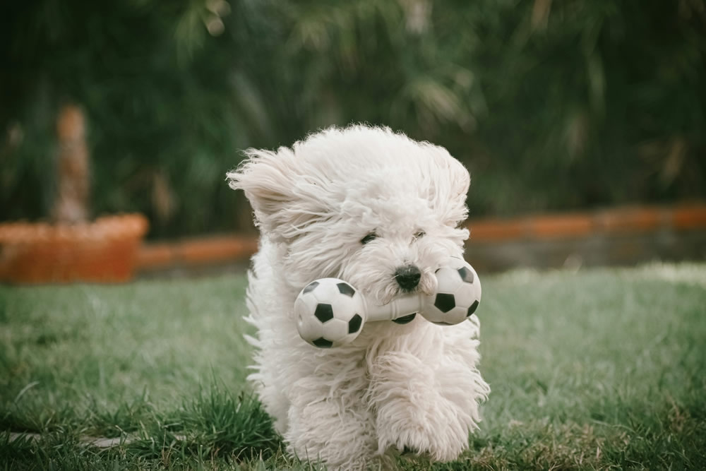 Cachorrinho com brinquedo. Foto de Solanger Mendoza na Unsplash.