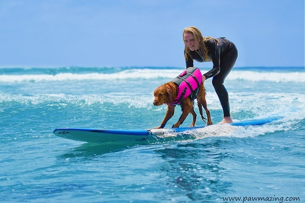 A cachorrinha surfista Ricochet. Foto: Pawmazing.com