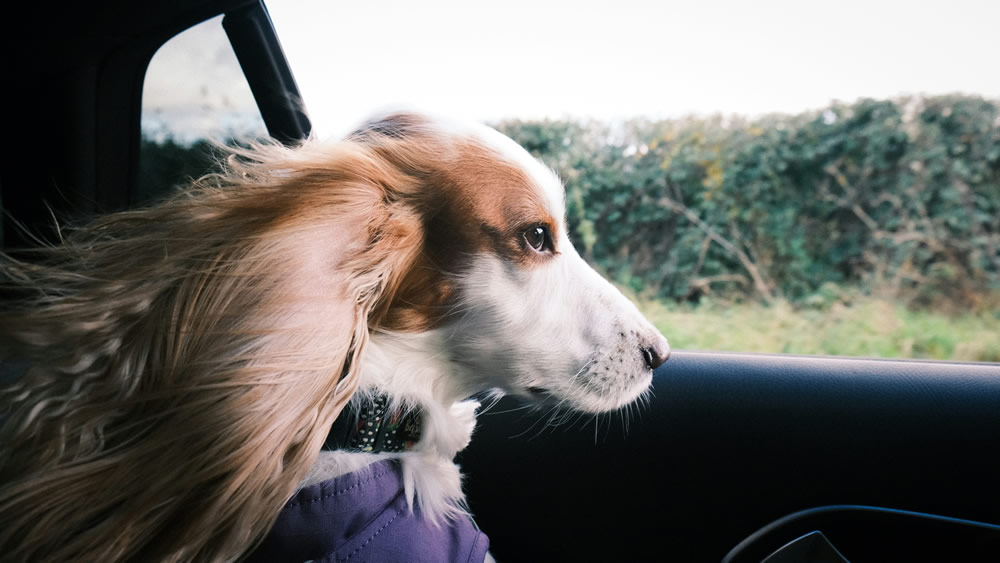 Cachorrinho no carro. Foto de Jaz Blakeston-Petch na Unsplash.