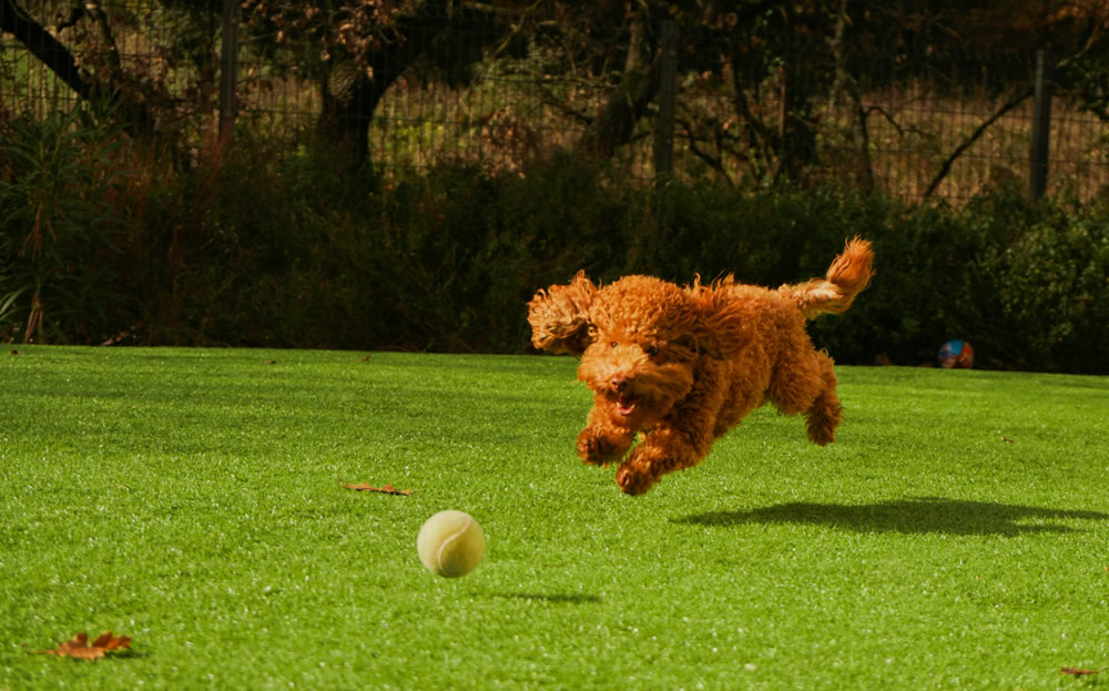 Cachorro brincando com bolinha. Foto de Afra Ramió na Unsplash.