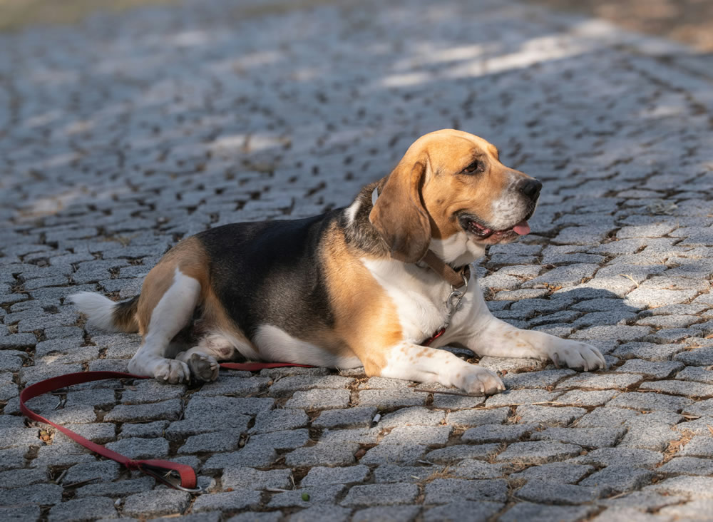 Cachorrinho descansando durante um passeio. Foto de Doğan Alpaslan DEMİR na Unsplash.