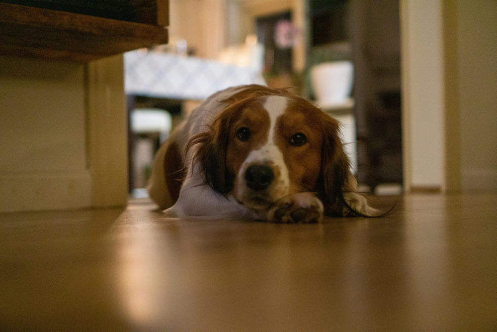 Cachorrinho descansando e ignorando tutor. Foto de Maurice DT na Unsplash.