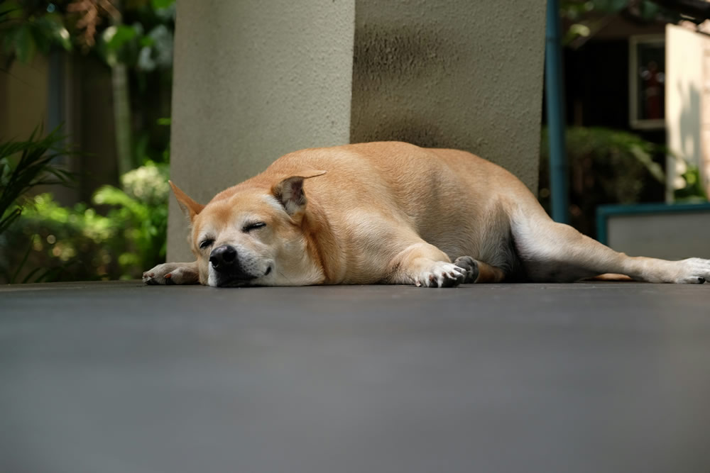 Cachorrinho dormindo. Foto de photonblast na Unsplash.
