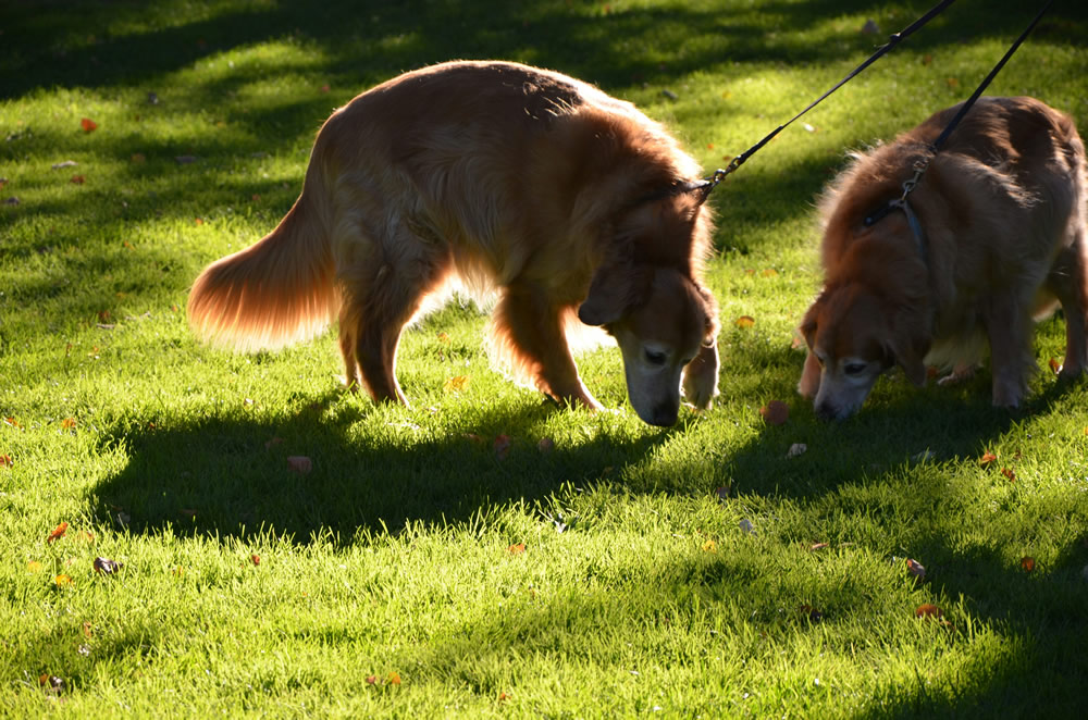 Cachorrinhos cheirando. Foto de Beth Macdonald na Unsplash.