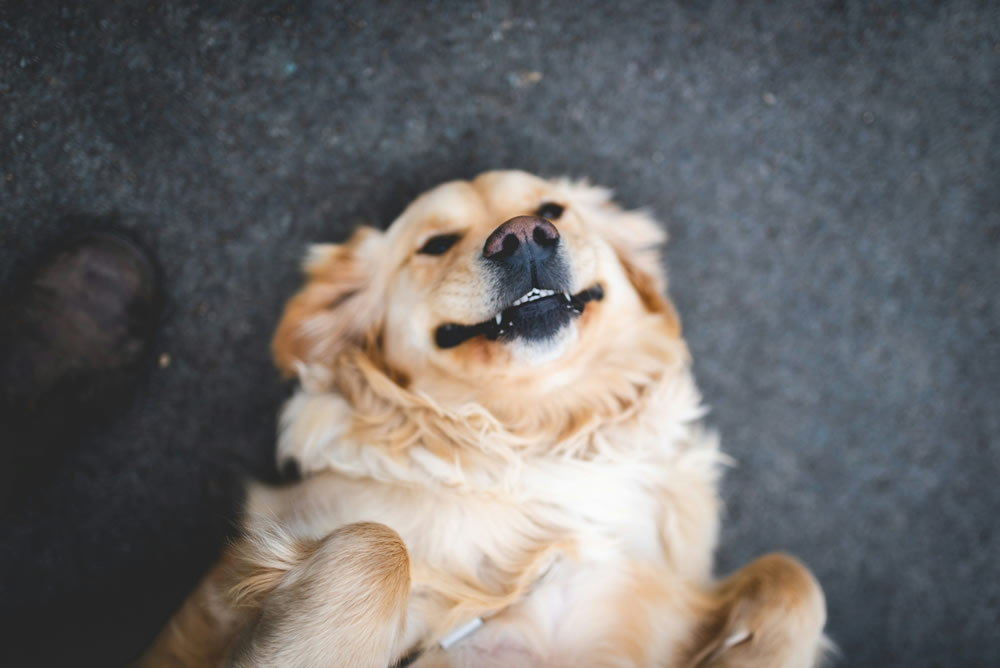 Cachorrinho sorrindo. Foto de Stephen Andrews na Unsplash.