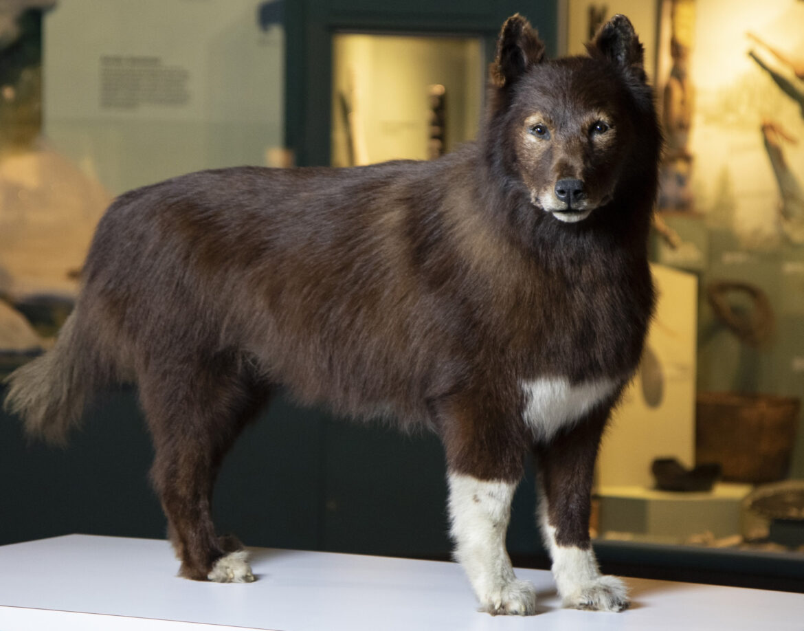 O cãozinho Balto. Foto: Museu de História Natural de Cleveland (EUA)