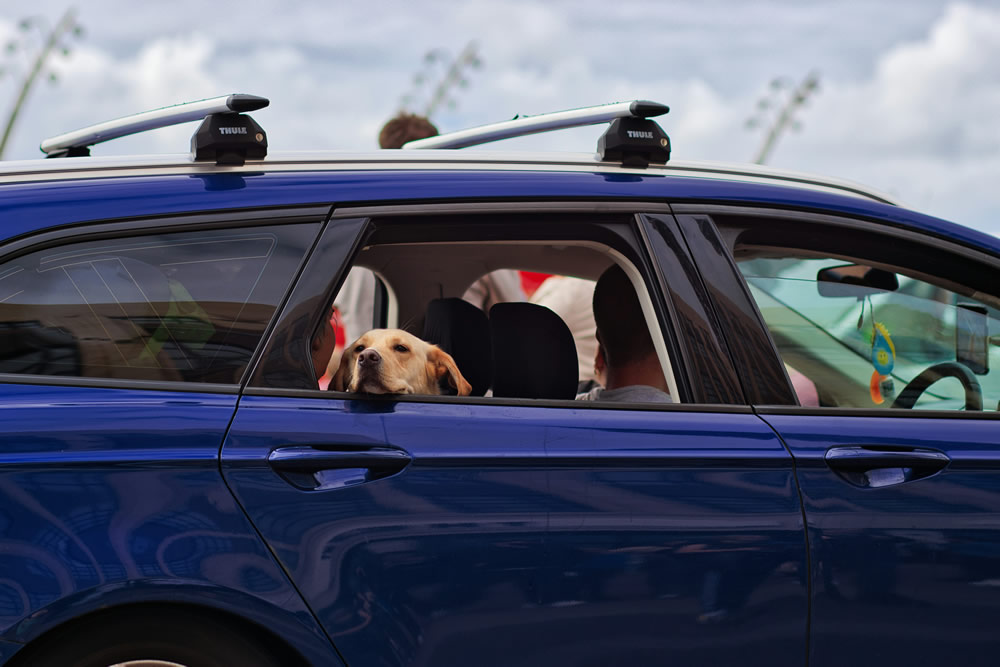 Doguinho no carro. Foto de Ian Betley na Unsplash.
