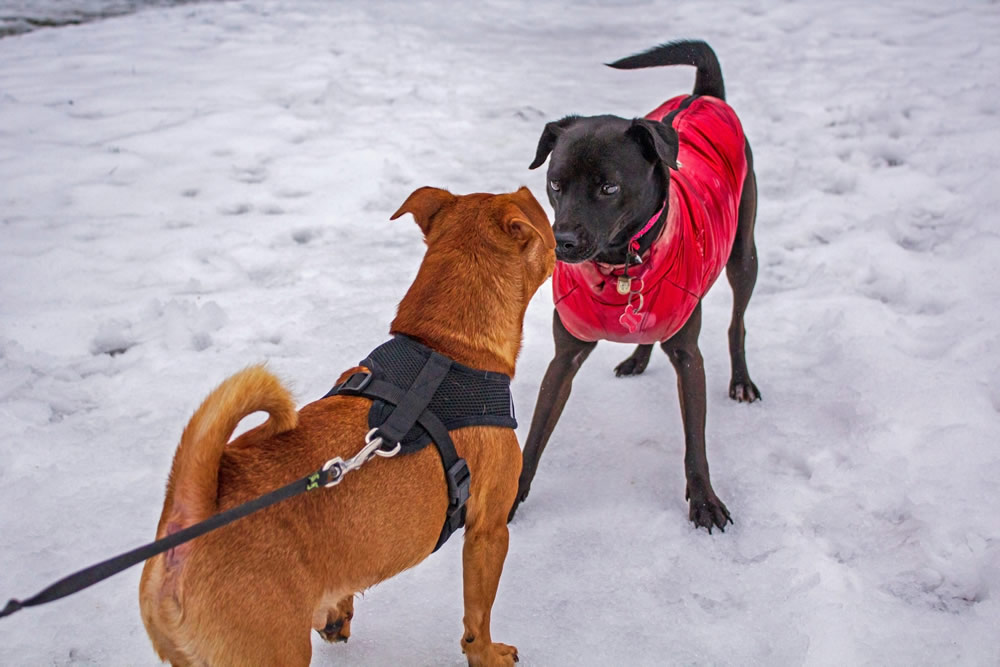 Cachorrinhos interagindo. Foto de Leni Yuva na Unsplash.