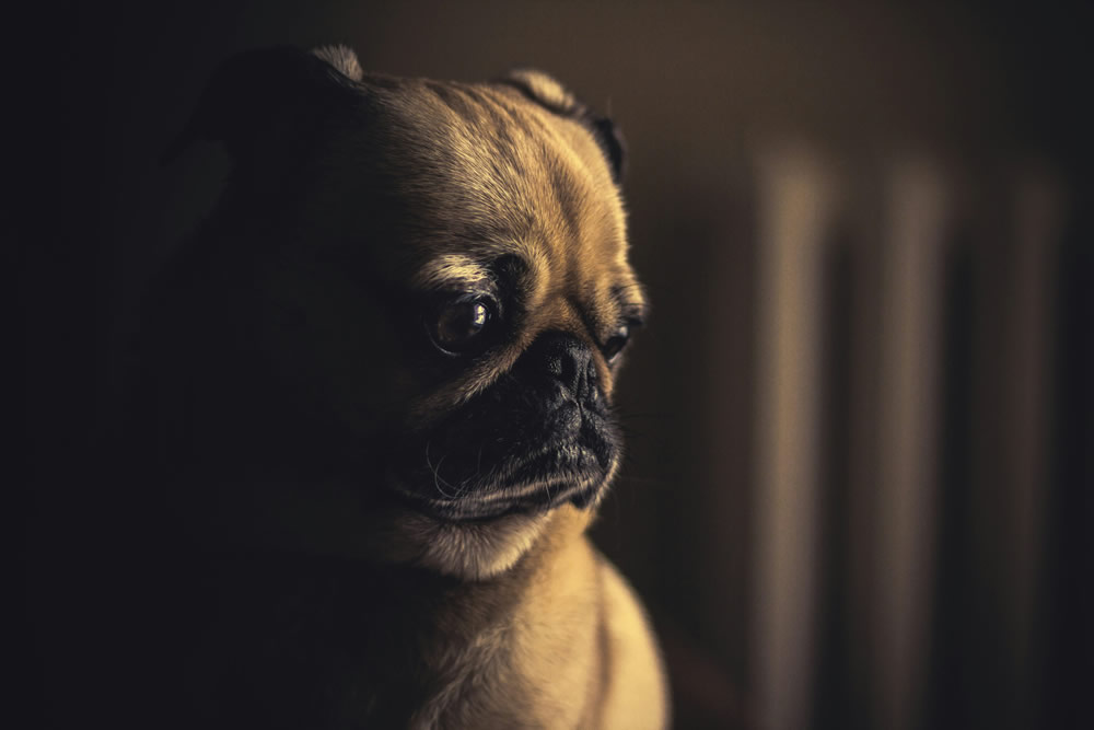 Cachorrinho triste. Foto de Matthew Henry na Unsplash.