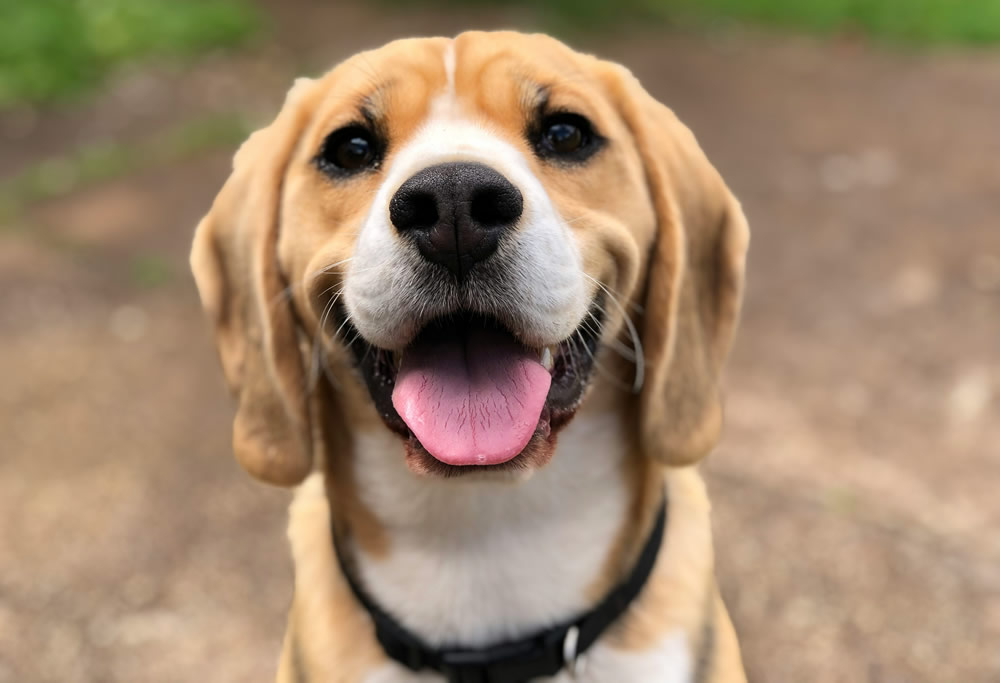 Cachorrinho contente. Foto de Milli na Unsplash.
