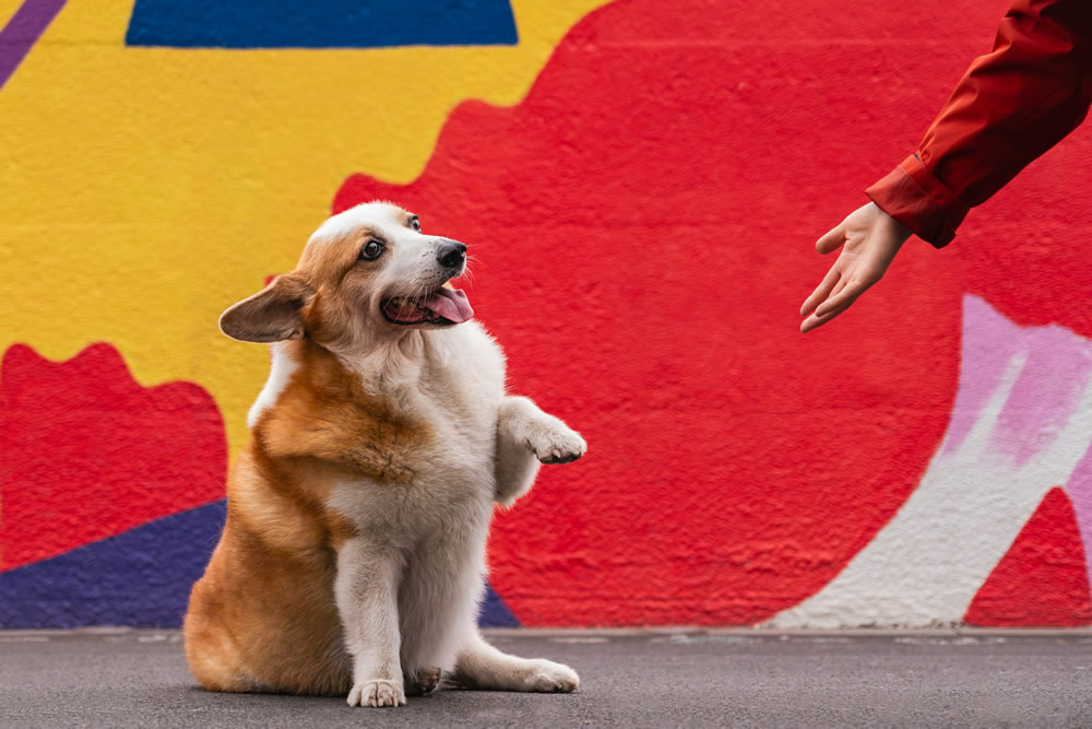 Doguinho interagindo. Foto de Alvan Nee na Unsplash.