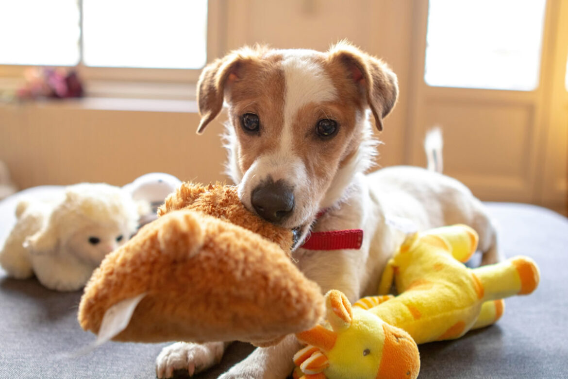 Cachorrinho brincando. Foto de marieke koenders na Unsplash.